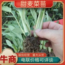 甜麦菜苗白梗花芽基地供货，量大从优，欢迎电联采购