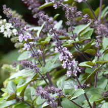 紫茎罗勒种子芳香植物香草西餐调料香草盆栽四季种九层塔