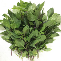 九层塔种子四季种植冬阴功汤炒花甲三杯鸡东南亚香料