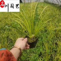 金叶菖蒲苗圃基地自产自销优质水体湿地绿化观赏草