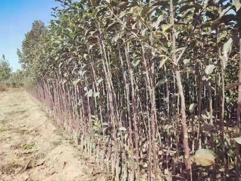 美八苹果果园种植实景