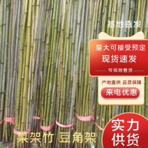 优质竹竿，金竹，菜架竹，西红柿架杆，火龙架，产地直销