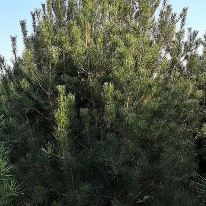 周至县白皮松价格行情走势 - 一亩田