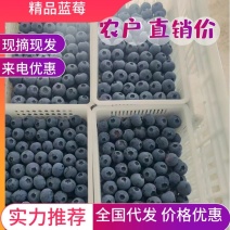 【精品蓝莓】优质供货，蓝莓，果肉饱满，营养价值高现摘现发