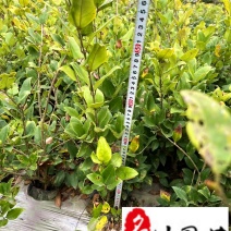 成都金森女贞杯苗特惠批发出售规格齐全量大优惠