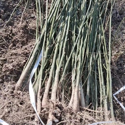 当前位置:>全国行情>槐树苗价格行情>绛县刺槐苗产地行情>420_420