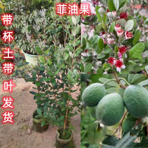 菲油果苗，实生苗，嫁接苗，各种规格，品种齐全，基地专用