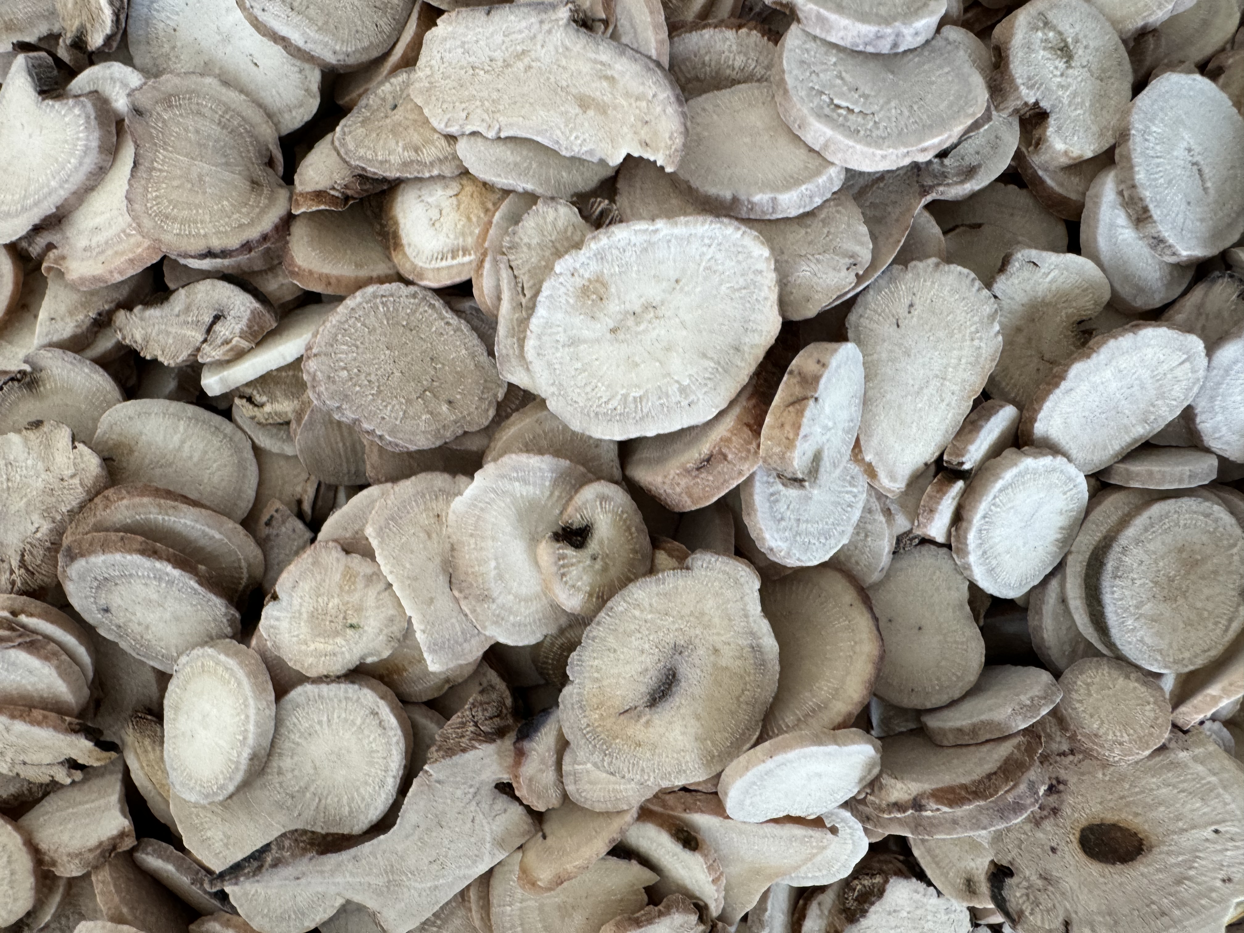 高清微距摄影:左侧为安徽亳州产饮片白芍,切面呈类白色或微带红棕色,质地坚实,可见明显放射状纹理与环纹;右侧为四川遂宁产饮片白芷,表面灰棕色至黄棕色,断面类白色,木质部略显方形,皮部散有棕色油点;两者大小、形状、断面特征及气味(白芍气微、味微苦酸;白芷香气浓烈、味辛微苦)均截然不同 白芍与白芷药材实物对比图