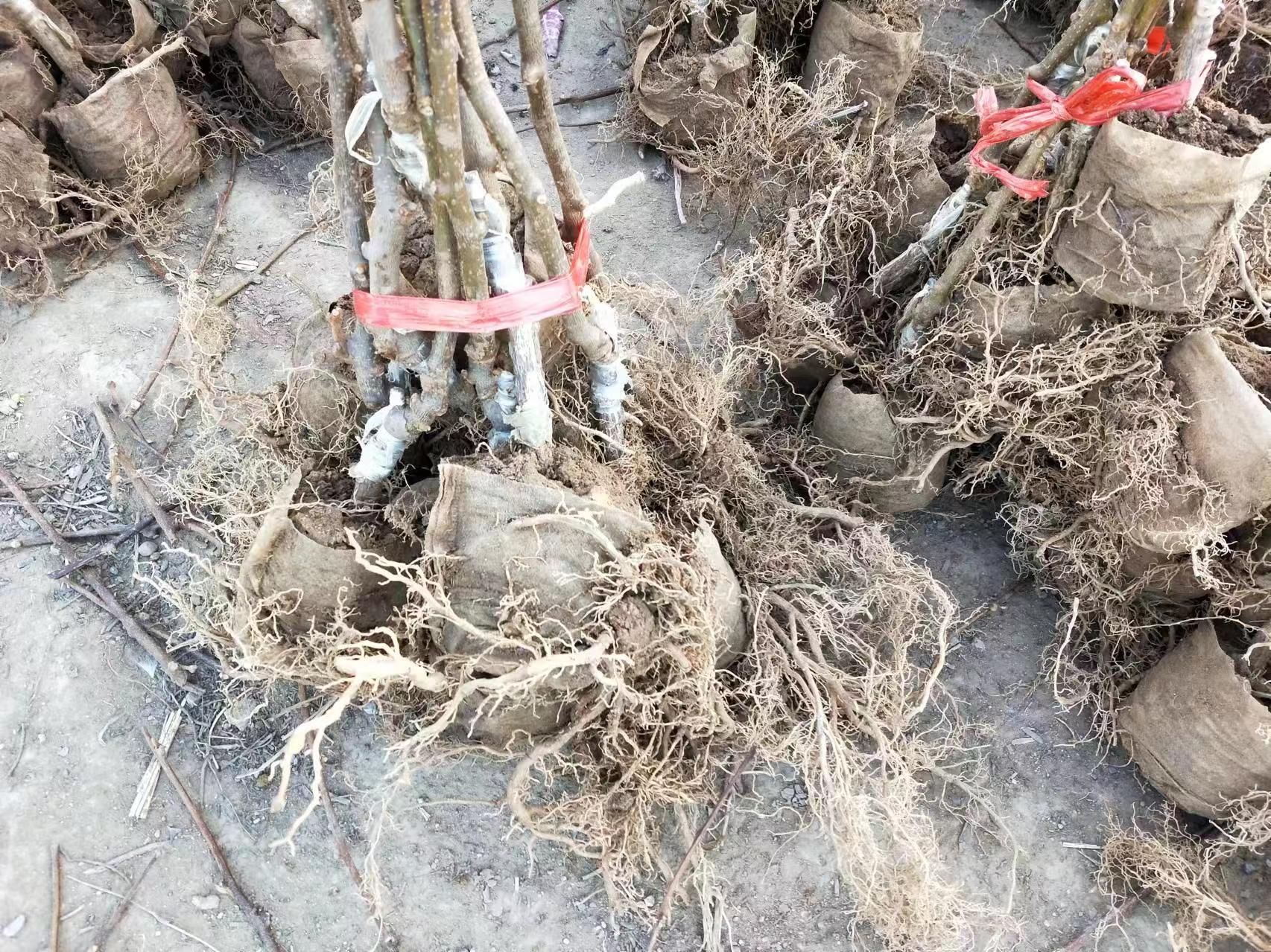 展示刚定植的绿心猕猴桃树苗及其配套支撑架设置 绿心猕猴桃树苗定植现场图