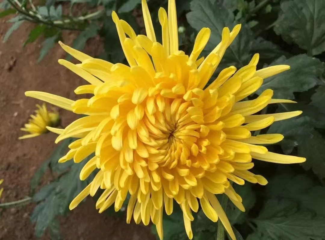 冲泡后的金丝皇菊玫瑰花茶,展示其淡黄色茶汤与舒展的花瓣 金丝皇菊玫瑰花茶冲泡后的成品图