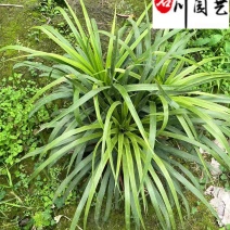 龙舌兰特惠供应成都沙漠景观绿植批发四季常绿量大优惠