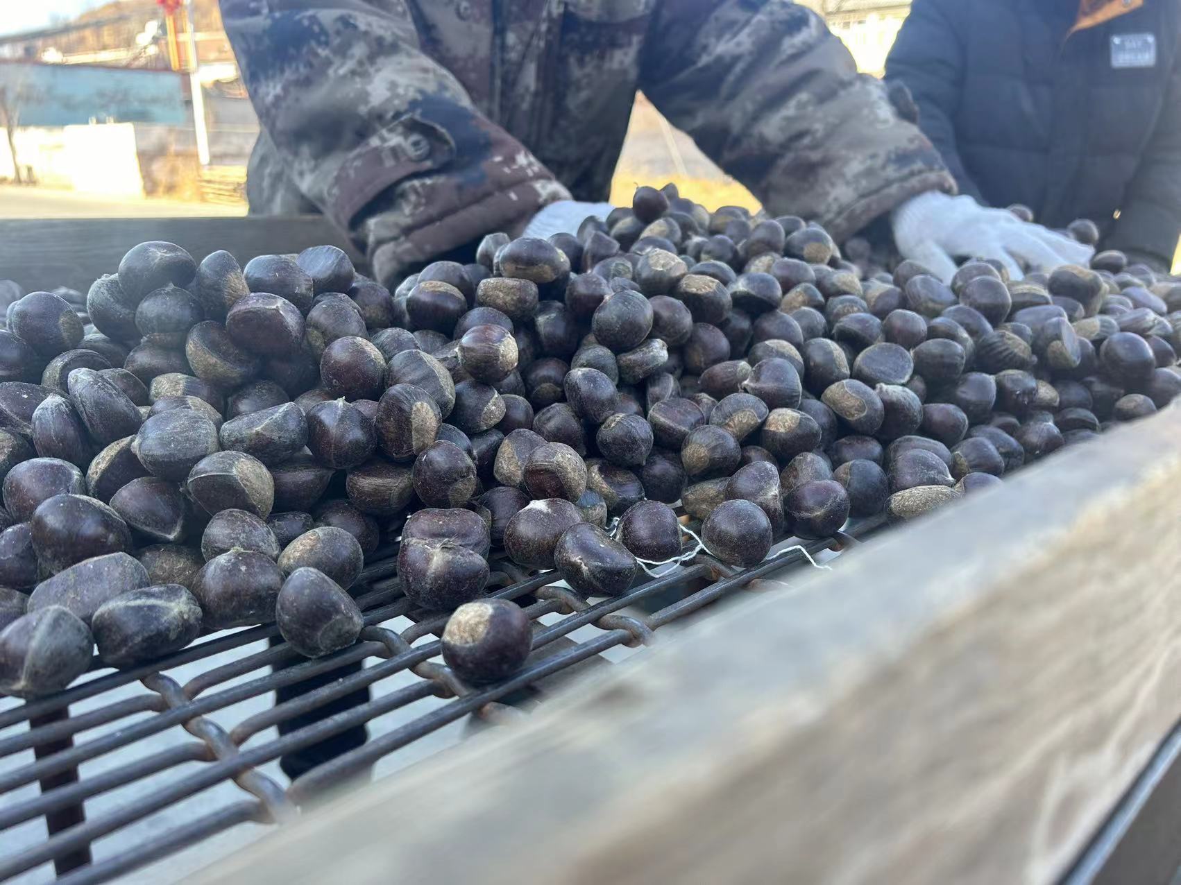 图片说明:迁西生态农业与旅游融合发展,游客在栗林中采摘板栗与栗蘑 迁西生态农业与旅游融合发展