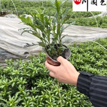 大杯小杯木春菊批发成都苗圃基地直销优质木春菊工程苗