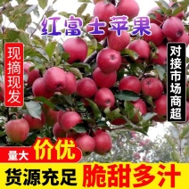 【礼盒装】精品红富士苹果冰糖心苹果自家种植全国发货