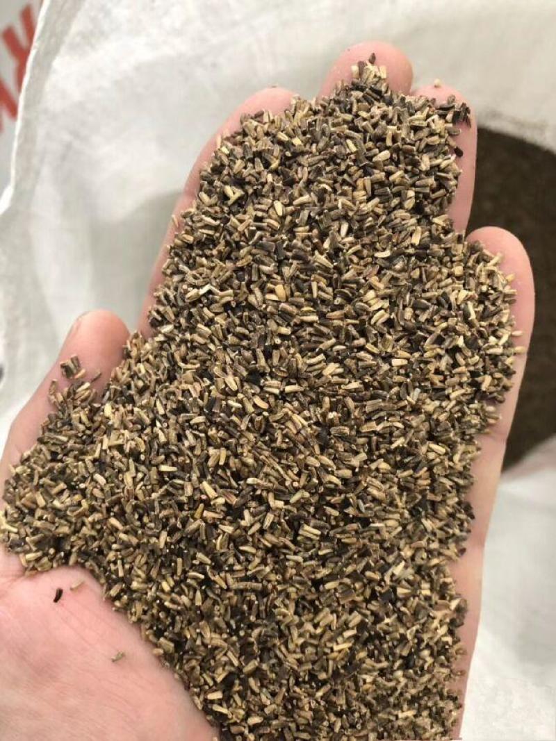 菊苣种子多年生菊苣牧草种子大叶菊苣牛羊牧草高产牧草四季