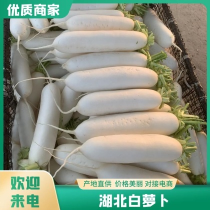 重庆黔江区白萝卜产地行情