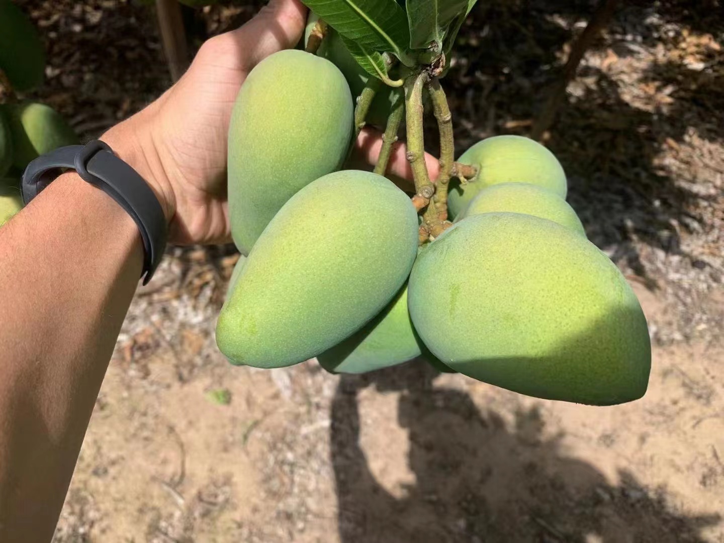 小台芒果实特写