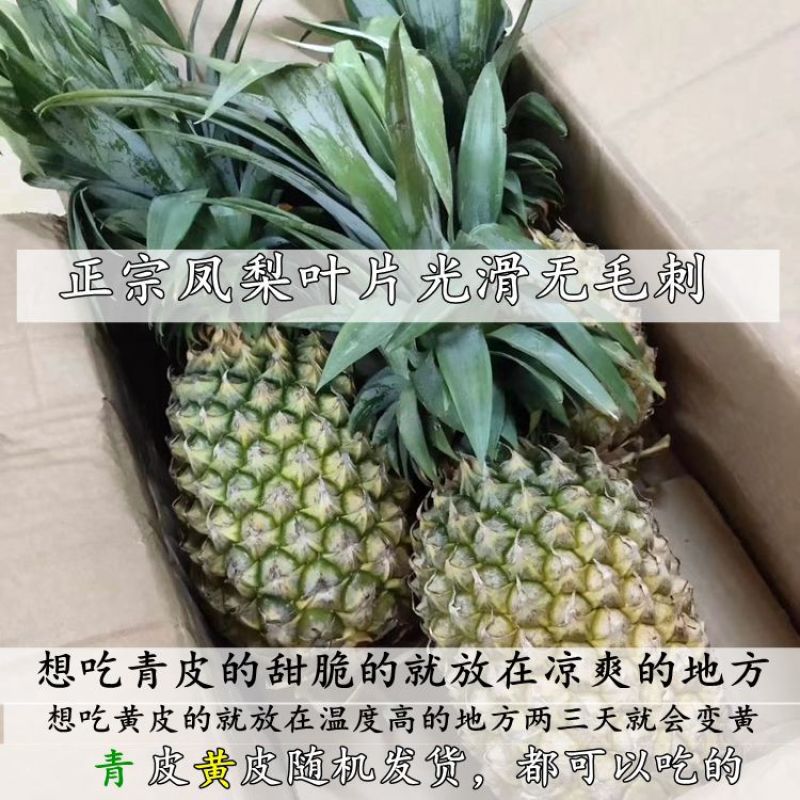 西双版纳金钻凤梨5斤新鲜水果全年供应电商一件代发云南菠萝