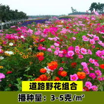 野花组合种籽子四季开花花种籽子四季播种易活耐热耐寒室外花