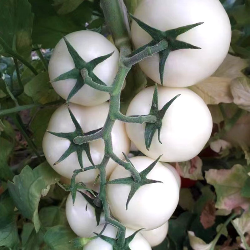 白番茄种子 大果西红柿白钻石 水果番蔬菜菜种特色稀有菜籽