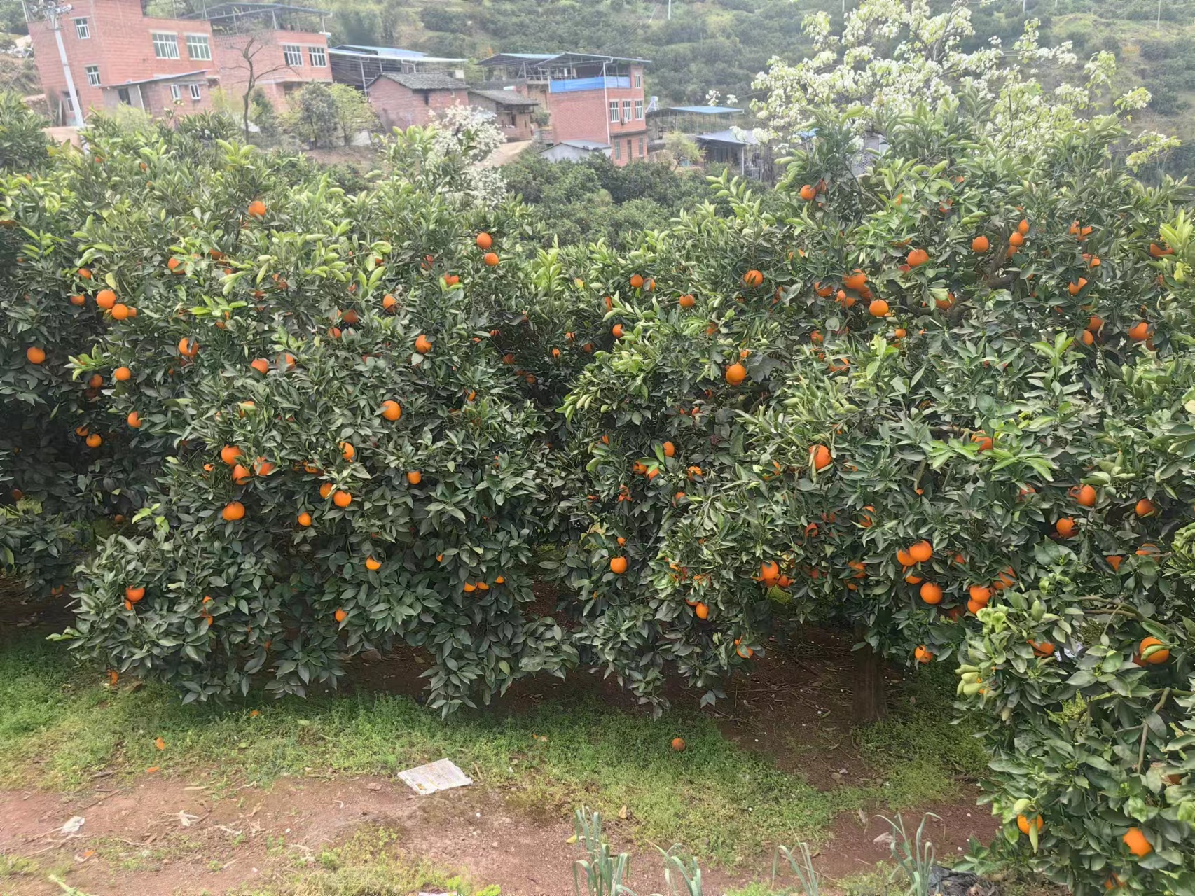 保靖脐橙果园冬季覆膜管理场景