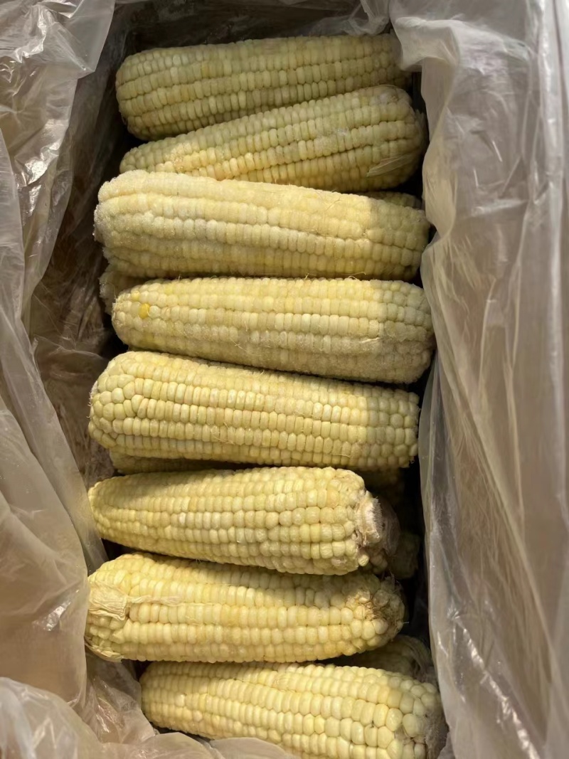 东北玉米批发