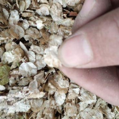 榆树种子价格行情