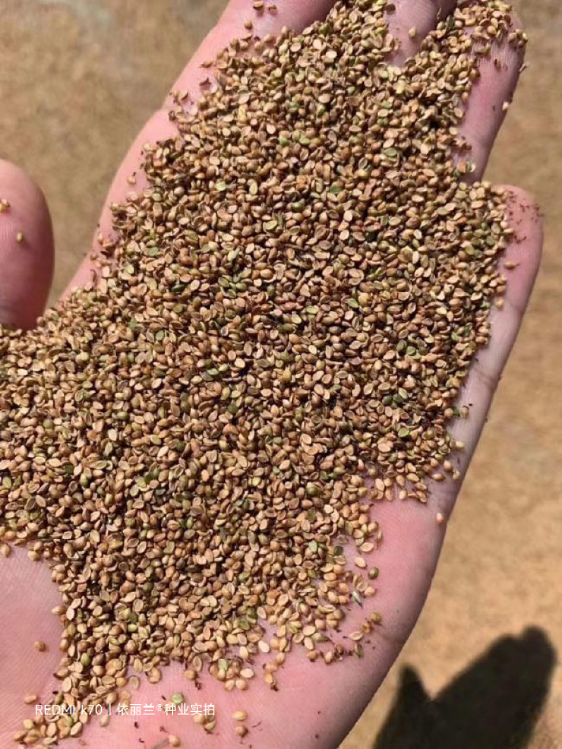 宽叶雀稗种子宽叶国产百喜草宽叶草草坪种子南方通用绿化多年