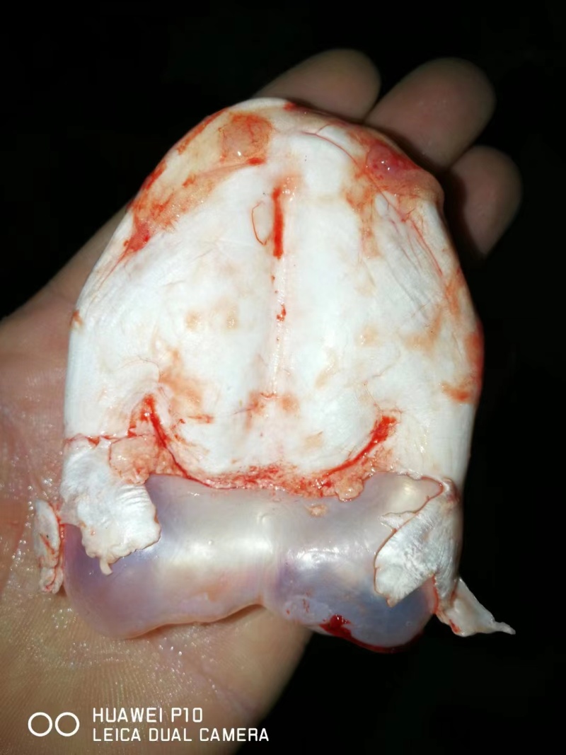 相关热卖产品中药材鱼鳔 鱼螵 鱼胶 鱼肚 鱼膘 黄花胶 鱼漂胶 鱼鳔2人