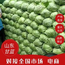 【甘蓝】山东中甘甘蓝大量有货可视频看货欢迎咨询