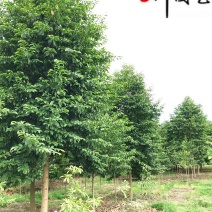 乐昌含笑8-25公分价格成都苗木基地直销量大优惠