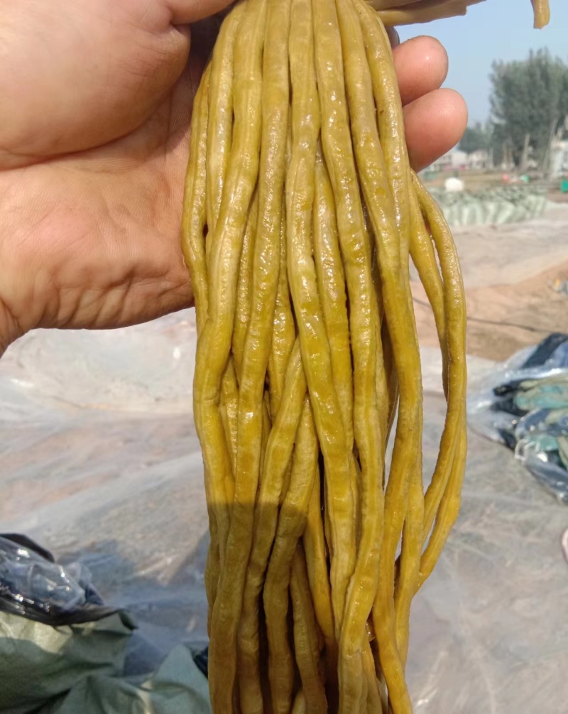 当前产地热卖产品【精品酸豆角】酸豆角 产地直供 全国市场量大从优