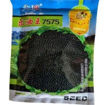 矮大头油葵种子出油王葵籽7575三系杂交产量出油高大弯头