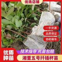 【金银花湘蕾五号扦插杯苗】抗寒，抗病，苗基地直发，价格优