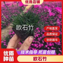 欧石竹苗绿化苗木地被草皮一手货源基地直发