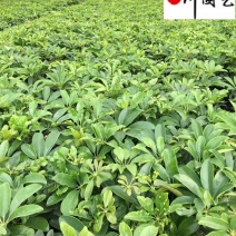 苗圃基地直供精品鸭脚木杯苗批发20-30公分现挖现卖