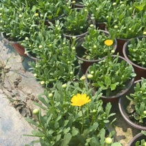 黄晶菊时令草花杯苗批发花境花坛花卉租摆设计量大优惠