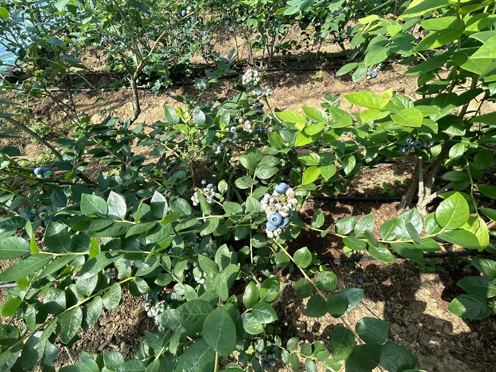 奥尼尔蓝莓树在果园中的生长状态