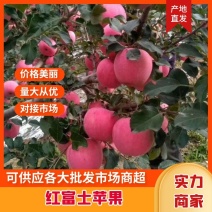 山东精品红富士苹果苹果上市一手货源全国发货