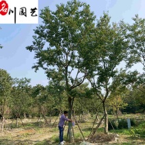 乌桕工程绿化苗木批发8-20公分乌桕价格行情价低物优