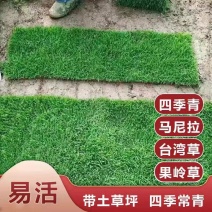 海南真草皮带泥土草坪马尼拉台湾草绿化四季常青易成活