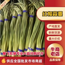 红帽蒜薹大量上市，专业冷藏，产地直供收卖一条龙服务