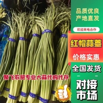 红帽蒜薹冷库直发，一吨起批，赶集网红产品，质量好价格优