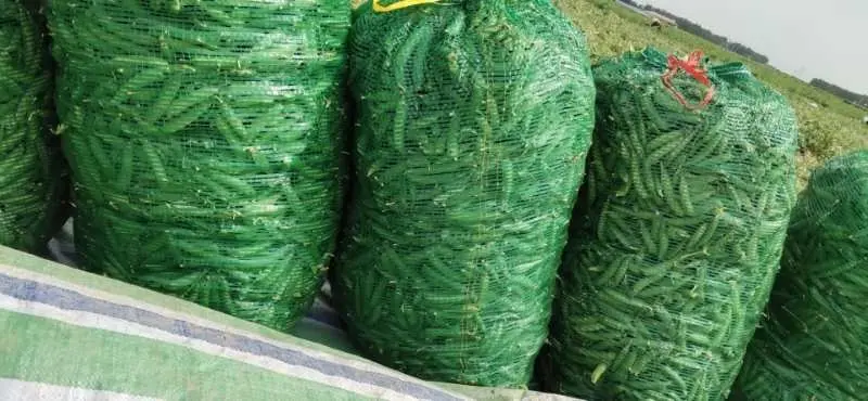 龙陵青豌豆冷链包装现场