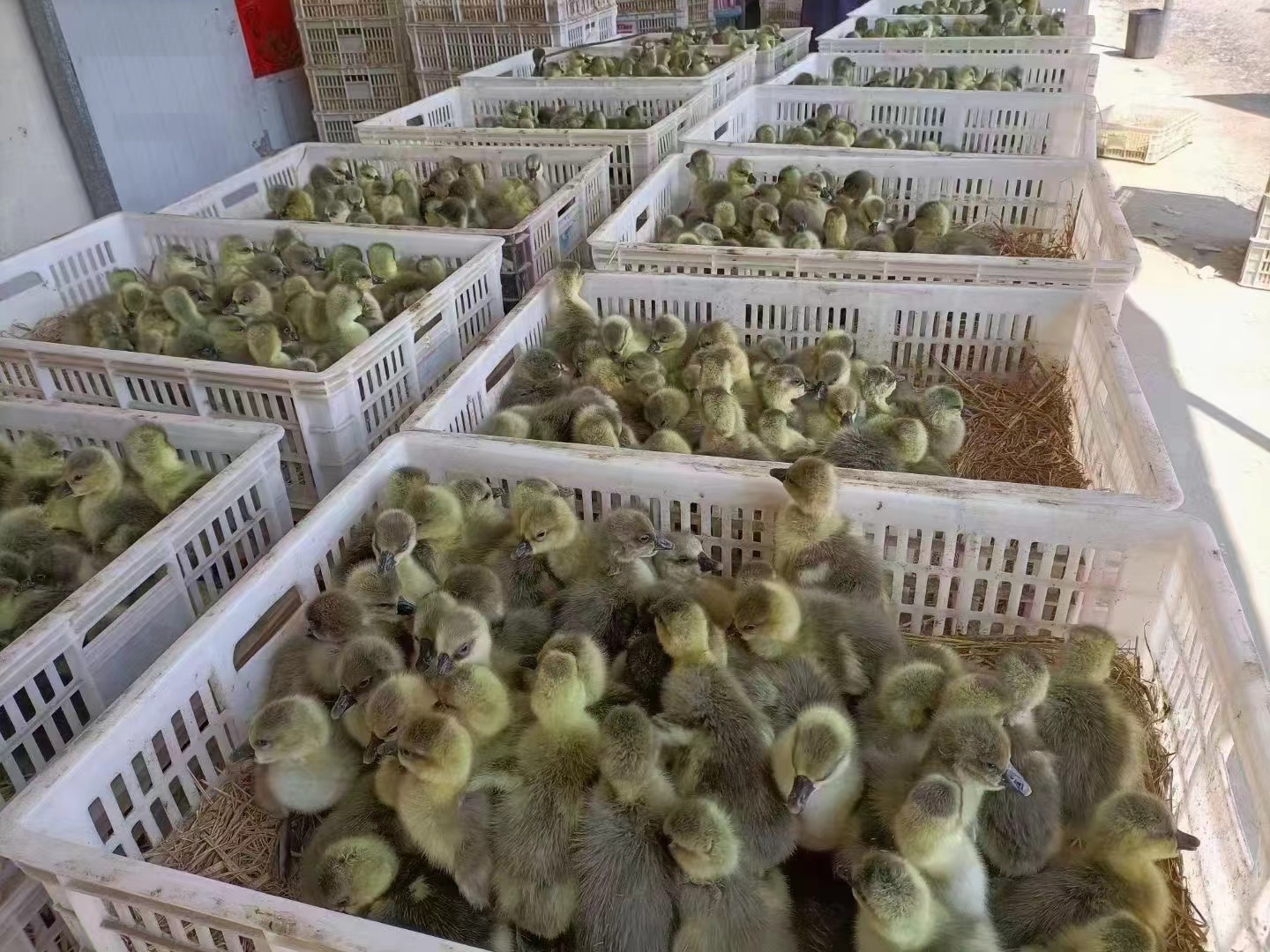 狮头鹅苗孵化场