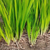 菖蒲苗黄菖蒲盆栽规格多价格便宜诚信经营欢迎咨询