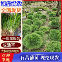 虎须菖蒲苗九节菖蒲苗大叶红心现挖现发保证成活率