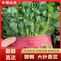 精品大叶香菜（新品）新鲜味浓河北邯郸产地直发