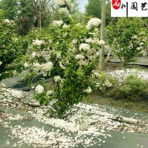 出售精品中华木绣球树形优美规格齐全中华木绣球直销