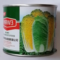 申荣W3娃娃菜种子早熟杂交黄心娃娃菜商品性好耐贮运